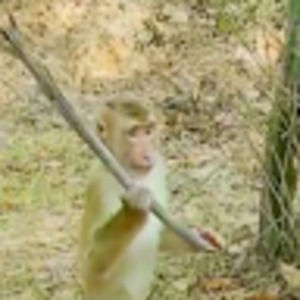 Meet your Posher, Rahimrat70